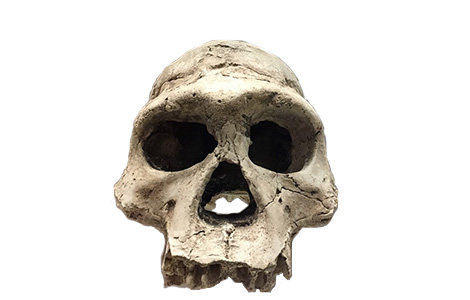 homo erectus laguna knjige